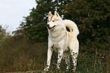 SIBERIAN HUSKY 832